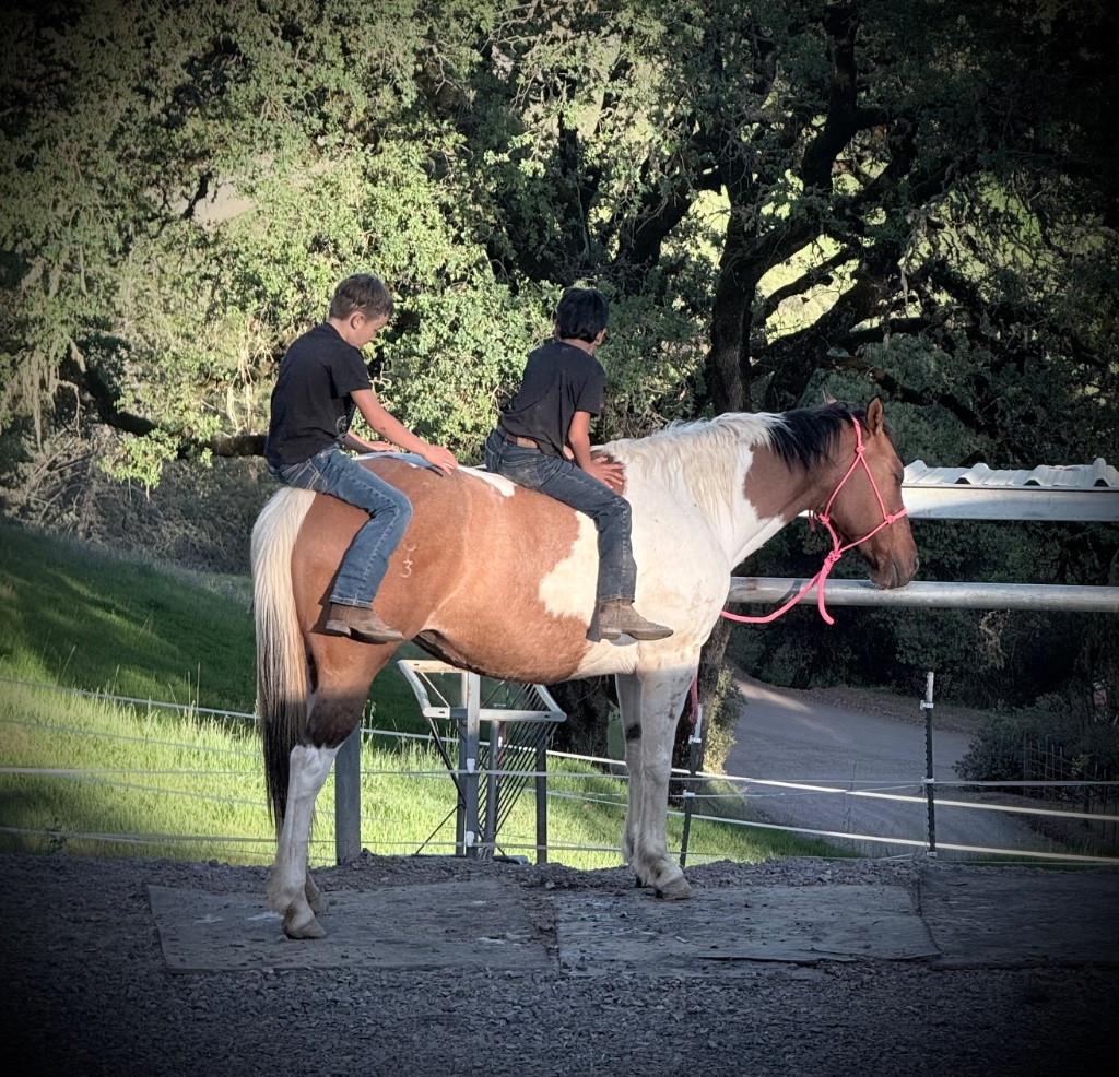 Wild Rose Ranch