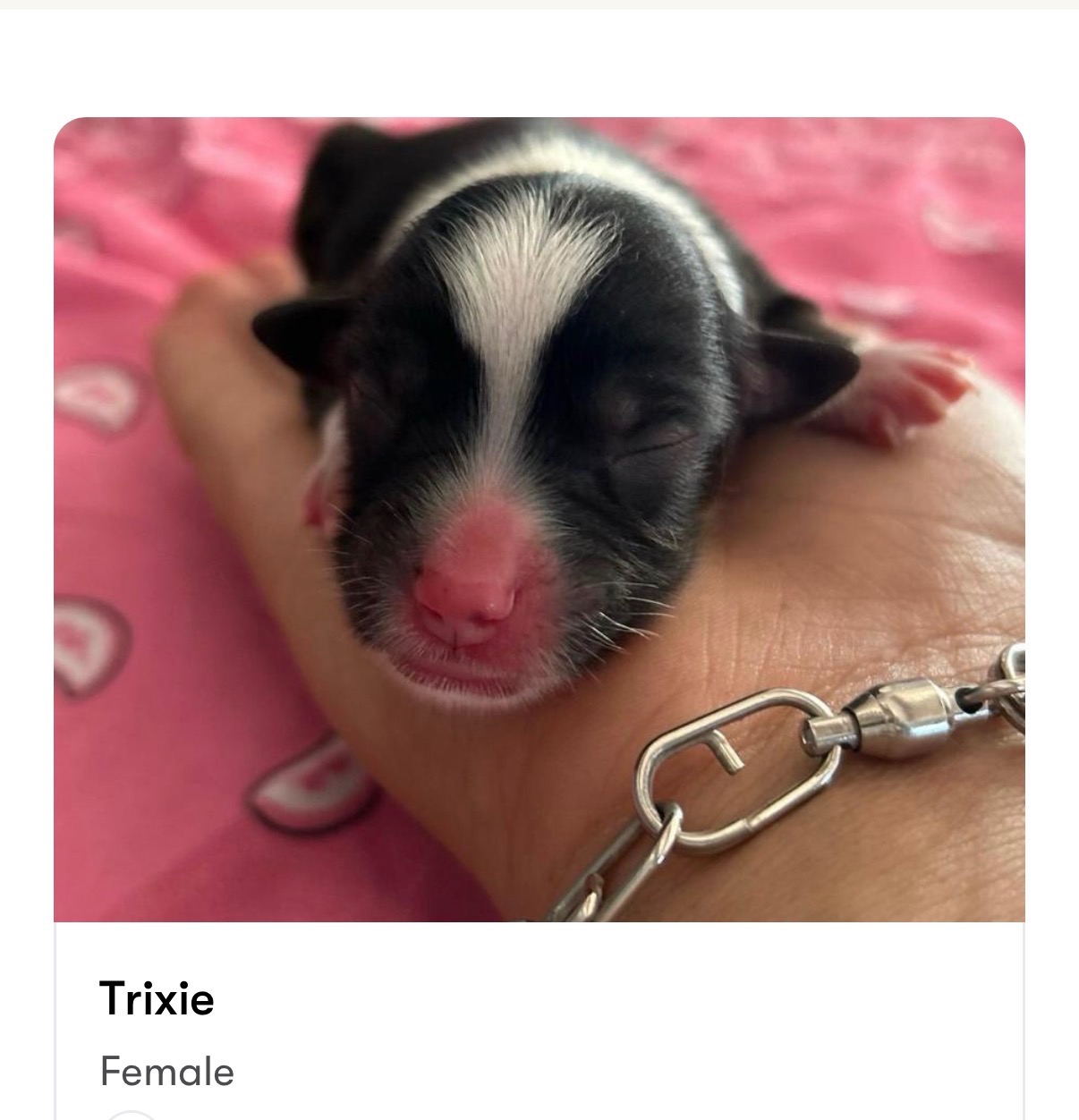 Trixie