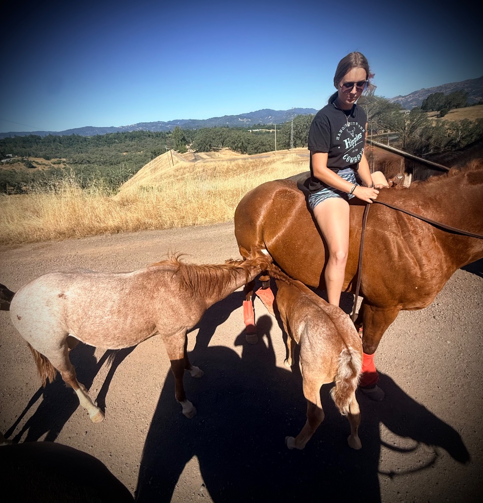 Wild Rose Ranch