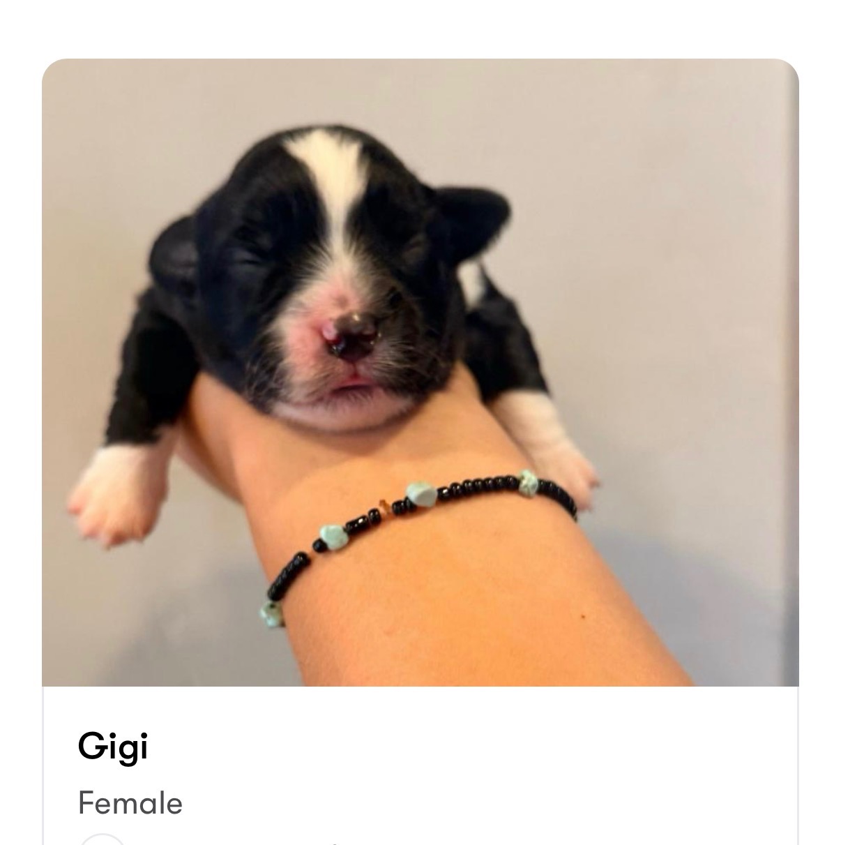 Gigi