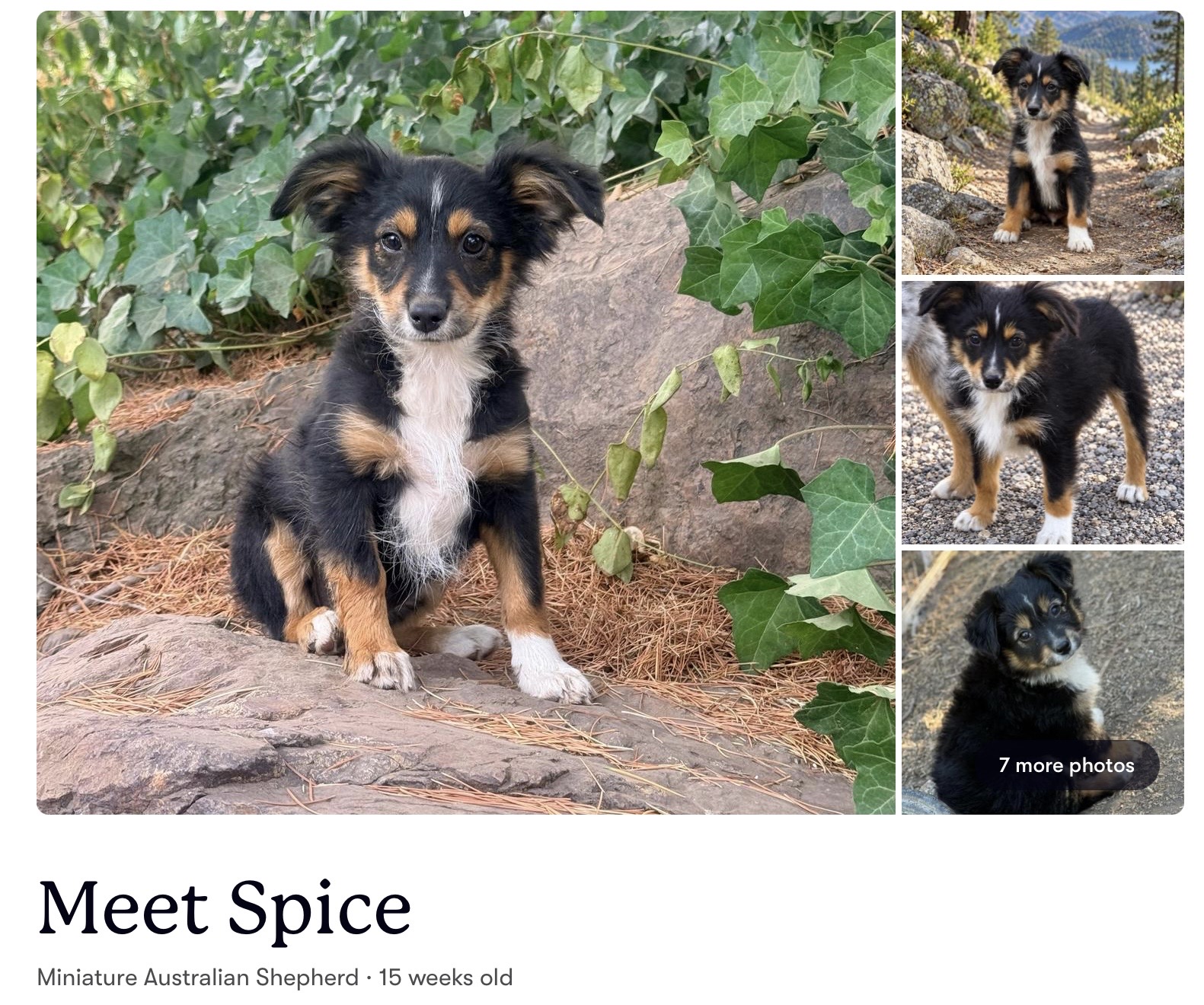 Spice