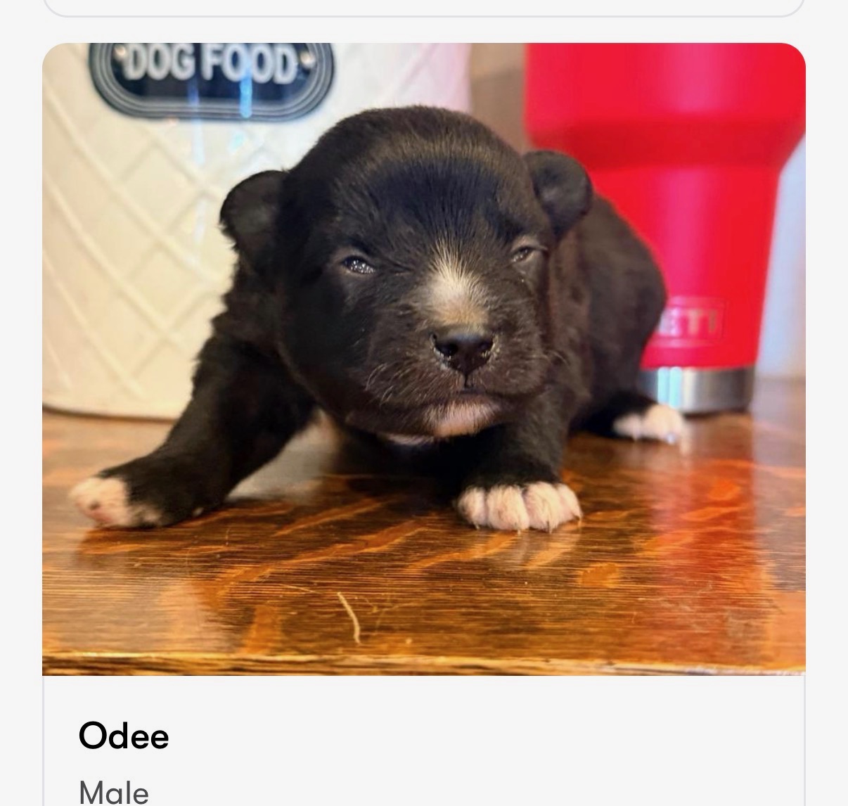 Odee