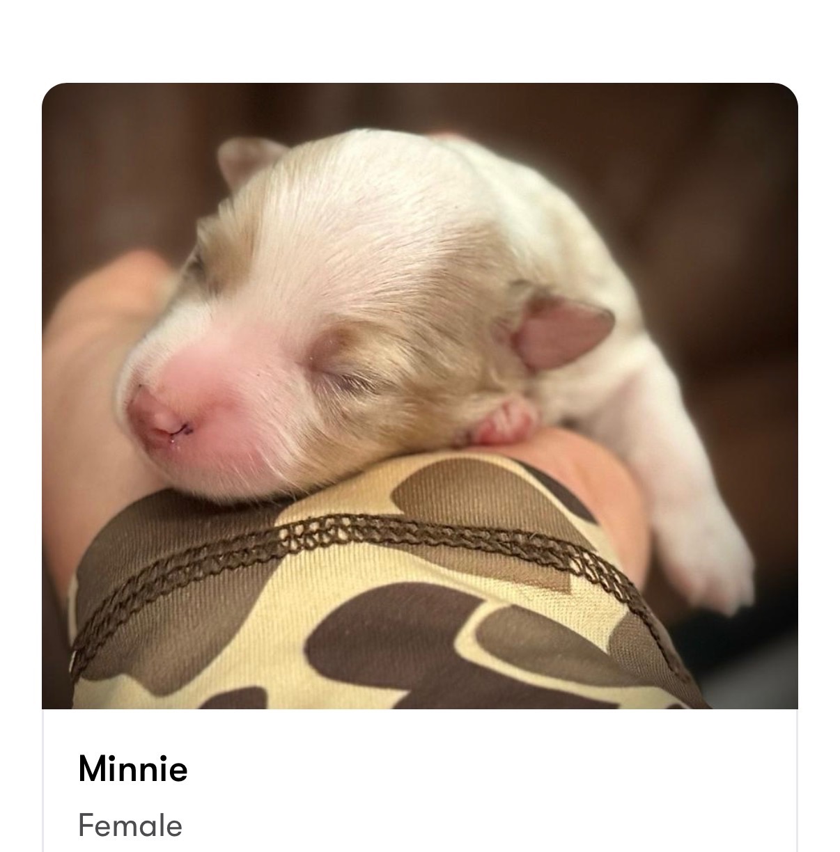 Minnie