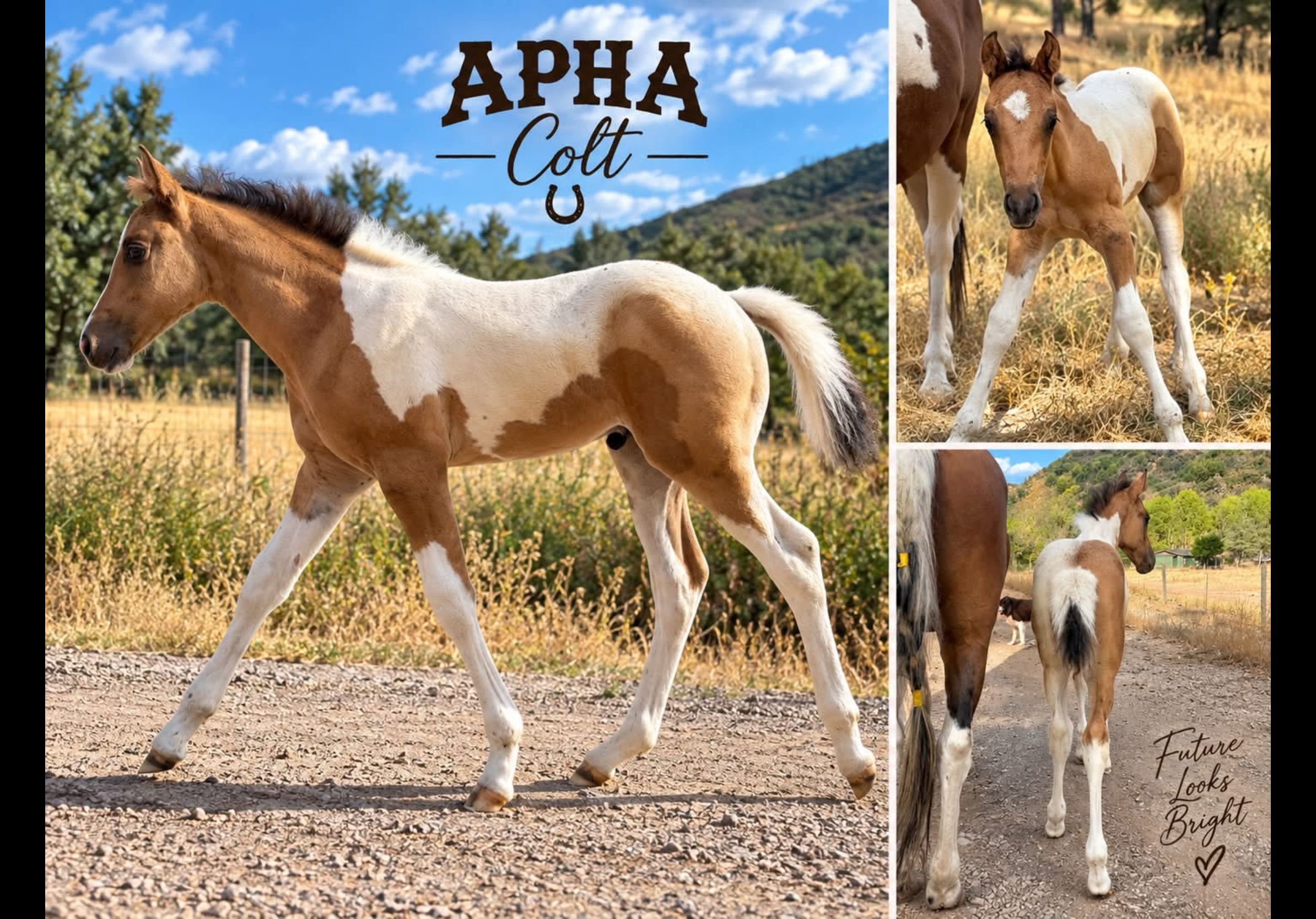 APHA Stud Colt