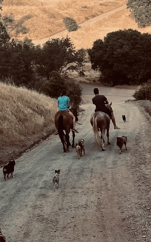 Wild Rose Ranch