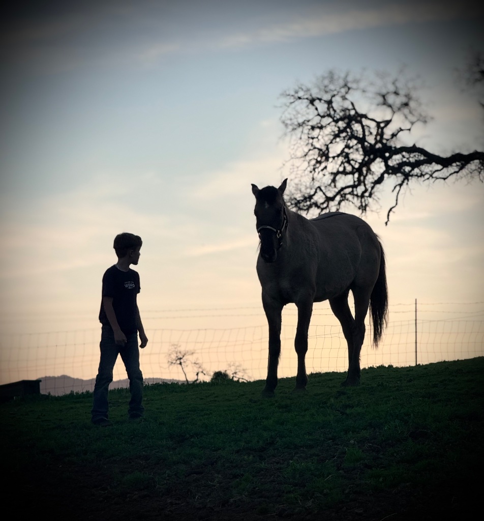 Wild Rose Ranch