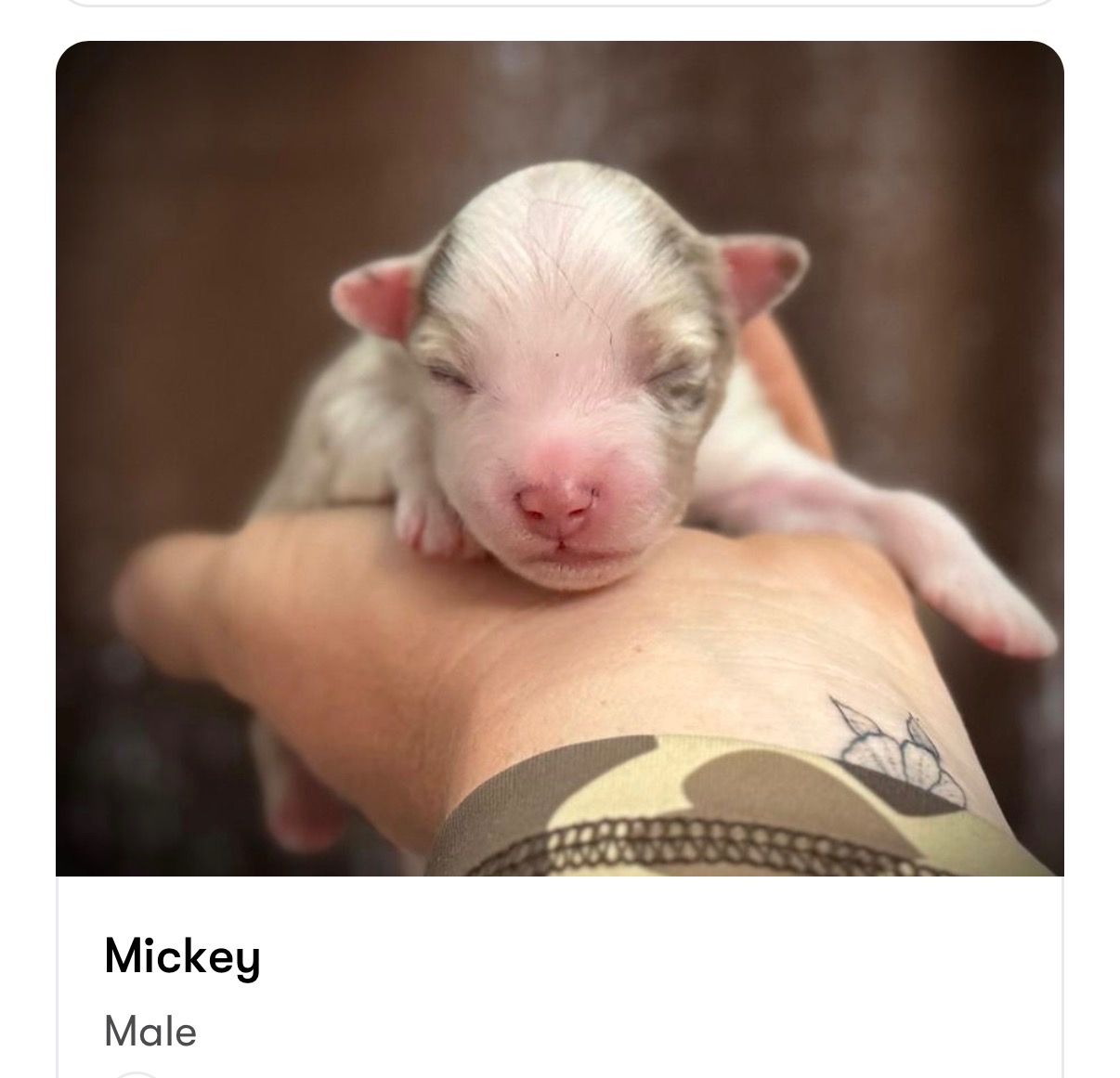 Mickey