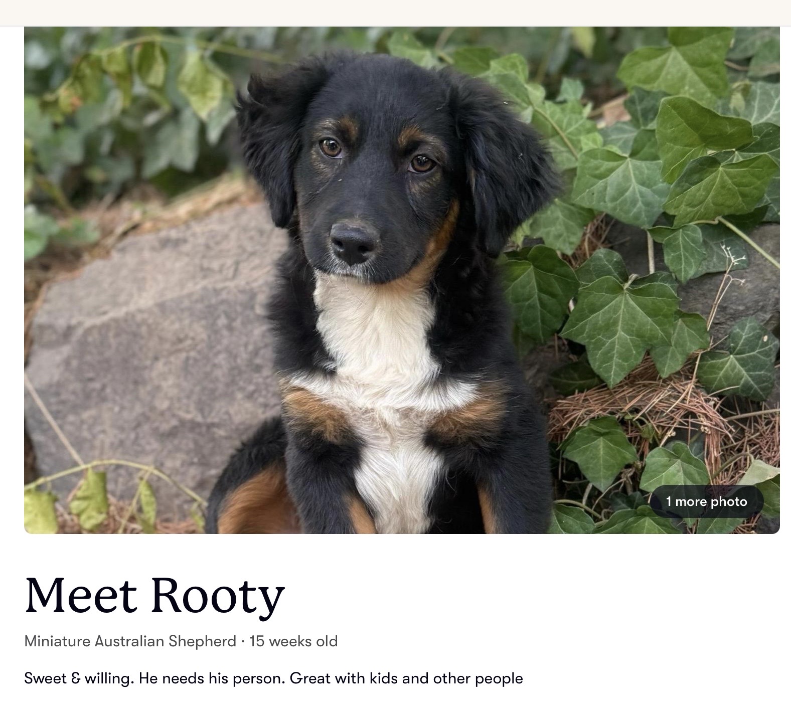 Rooty