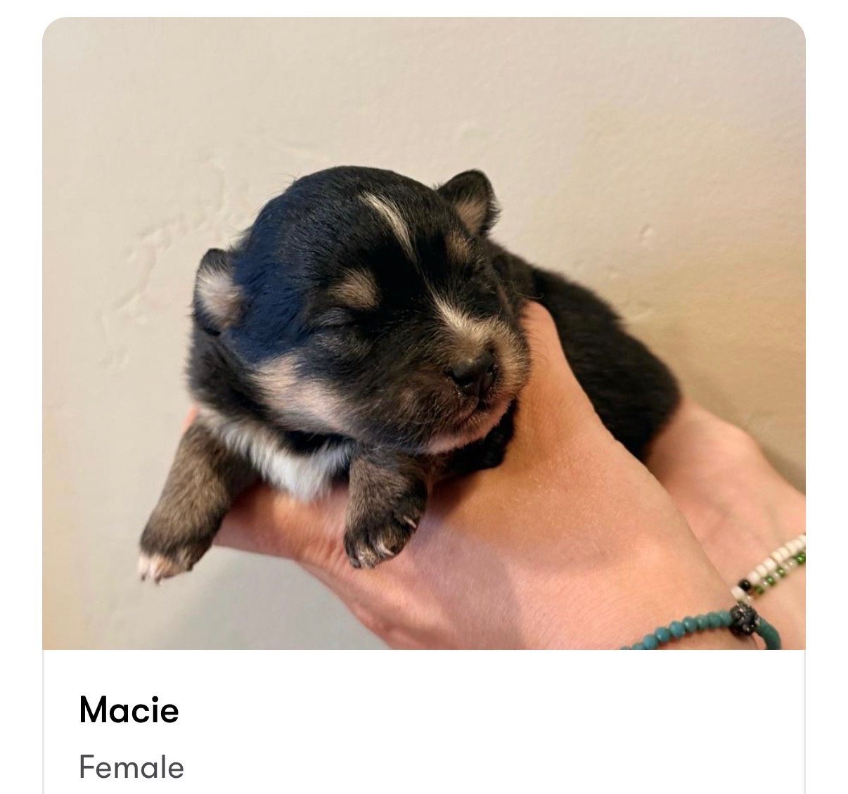Macie