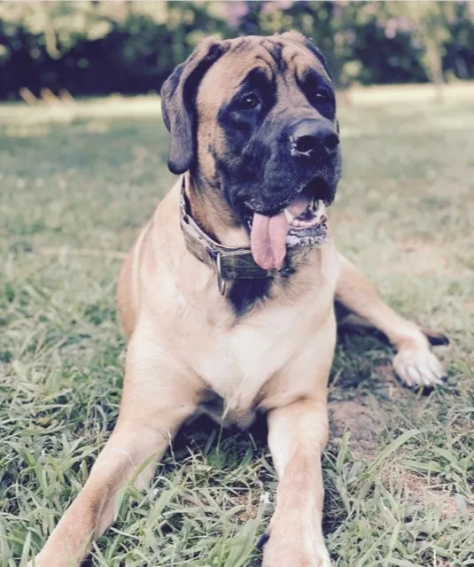 Bailey