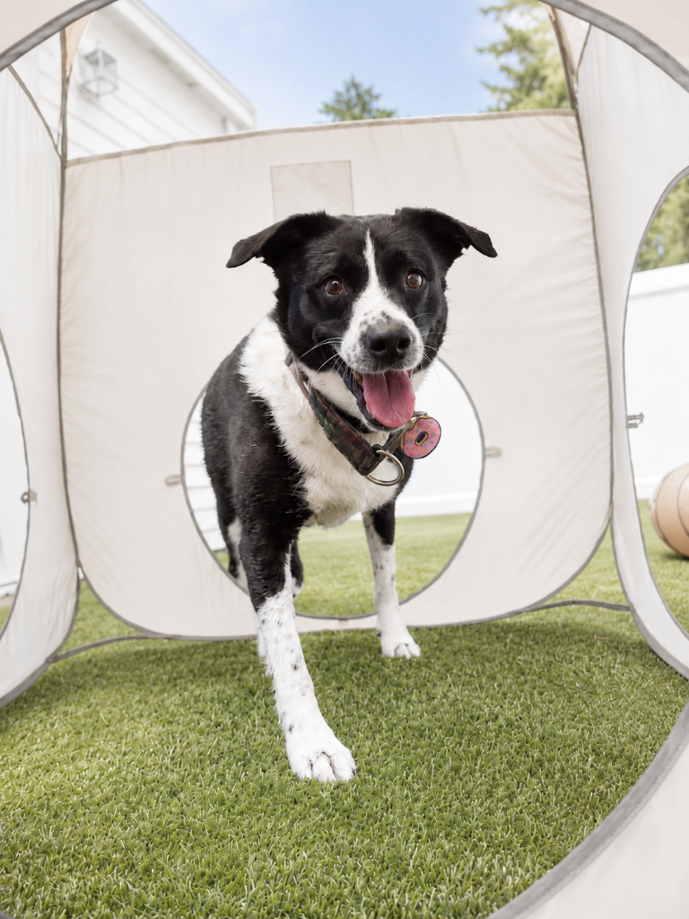 The Barker House Doggie Hotel