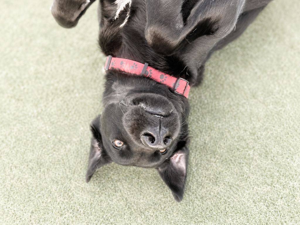 Happy dog at The Barker House