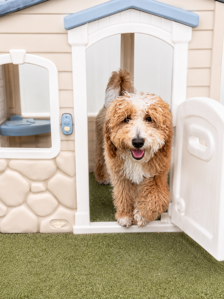 Dog peeking out of the playhouse at The Barker House