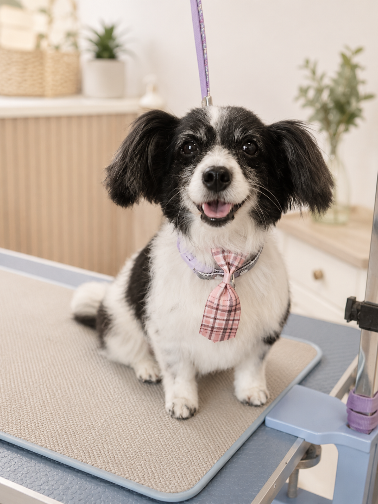 A small dog being groomed at The Barker House