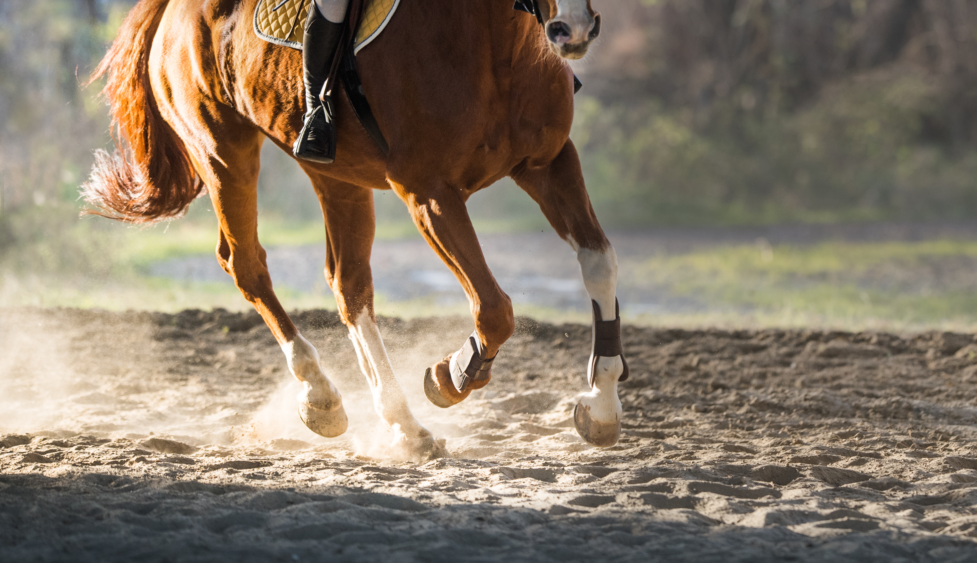 A chestnut horse galloping across a dirt arena with dust kicking up