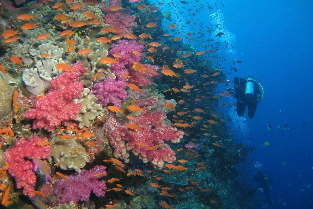 Private Dive Charter