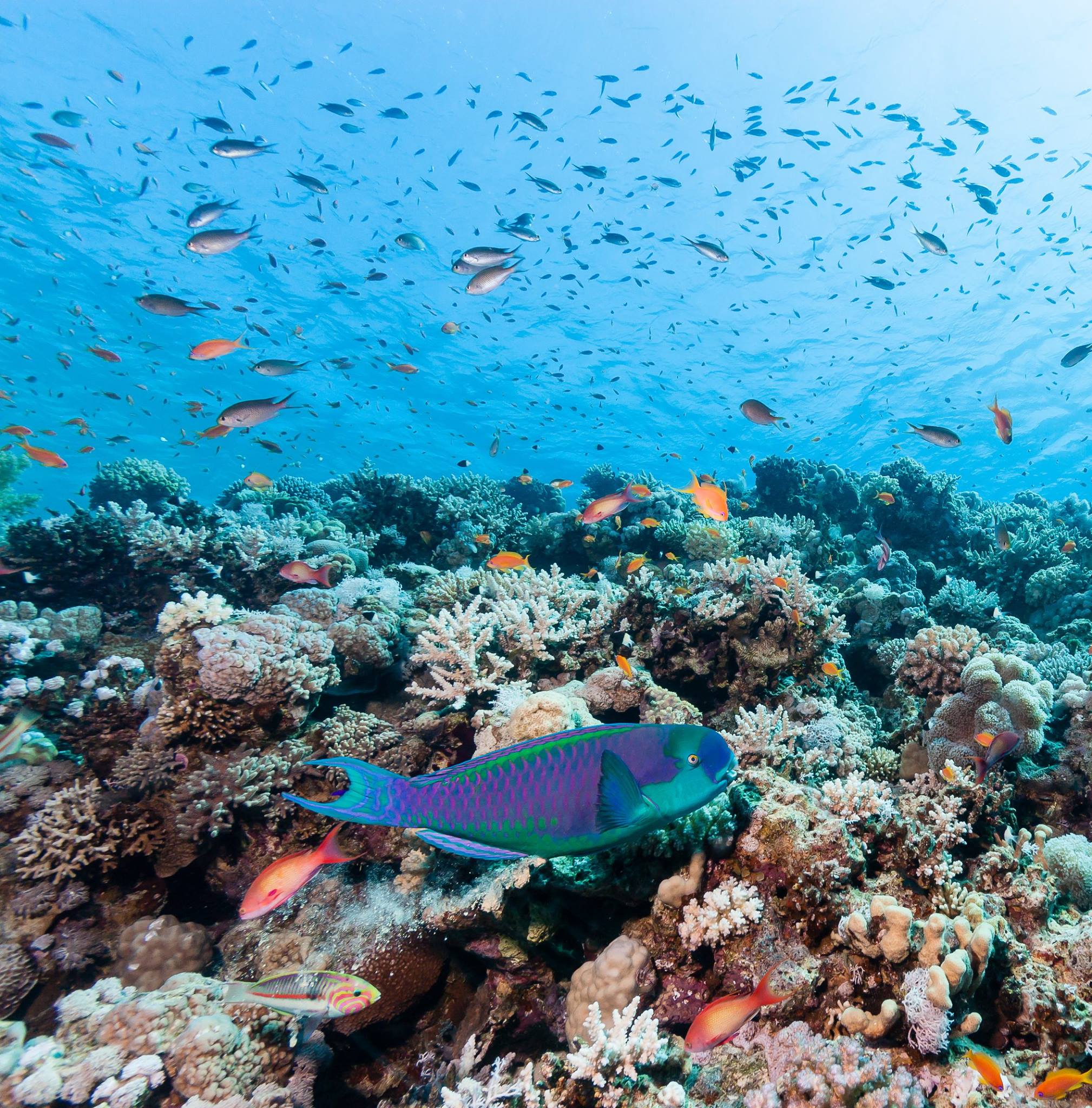 Marine Conservation Encounter
