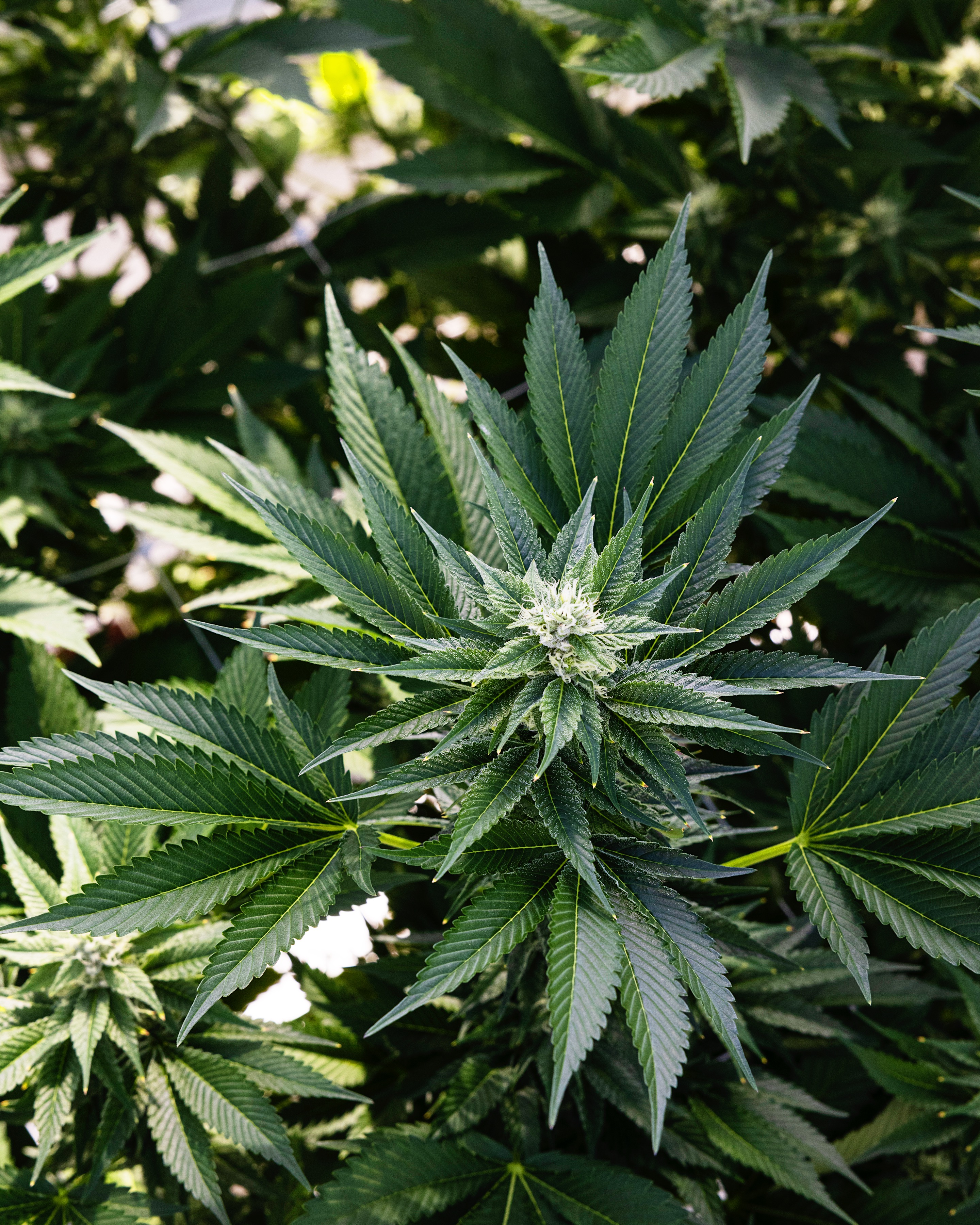 Cannabis leaves in High Rise’s cultivation archive, not a named LA licensee