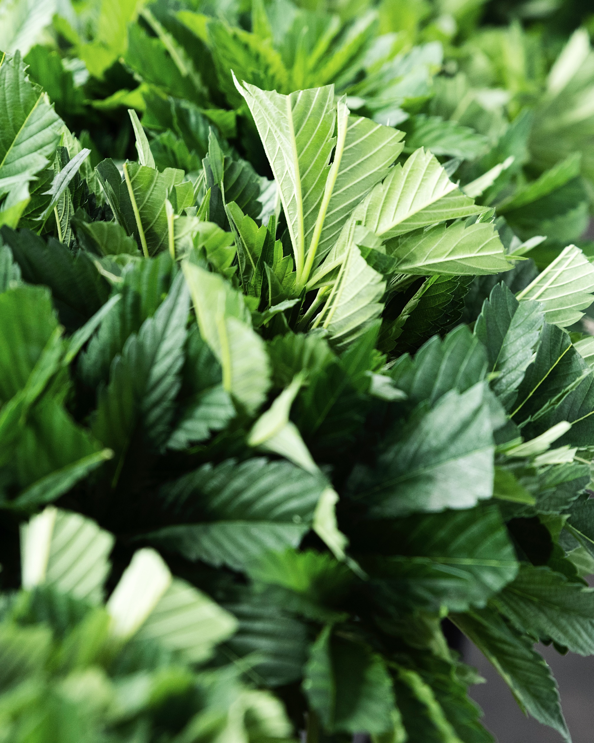 Cannabis foliage in a High Rise archive cultivation photograph