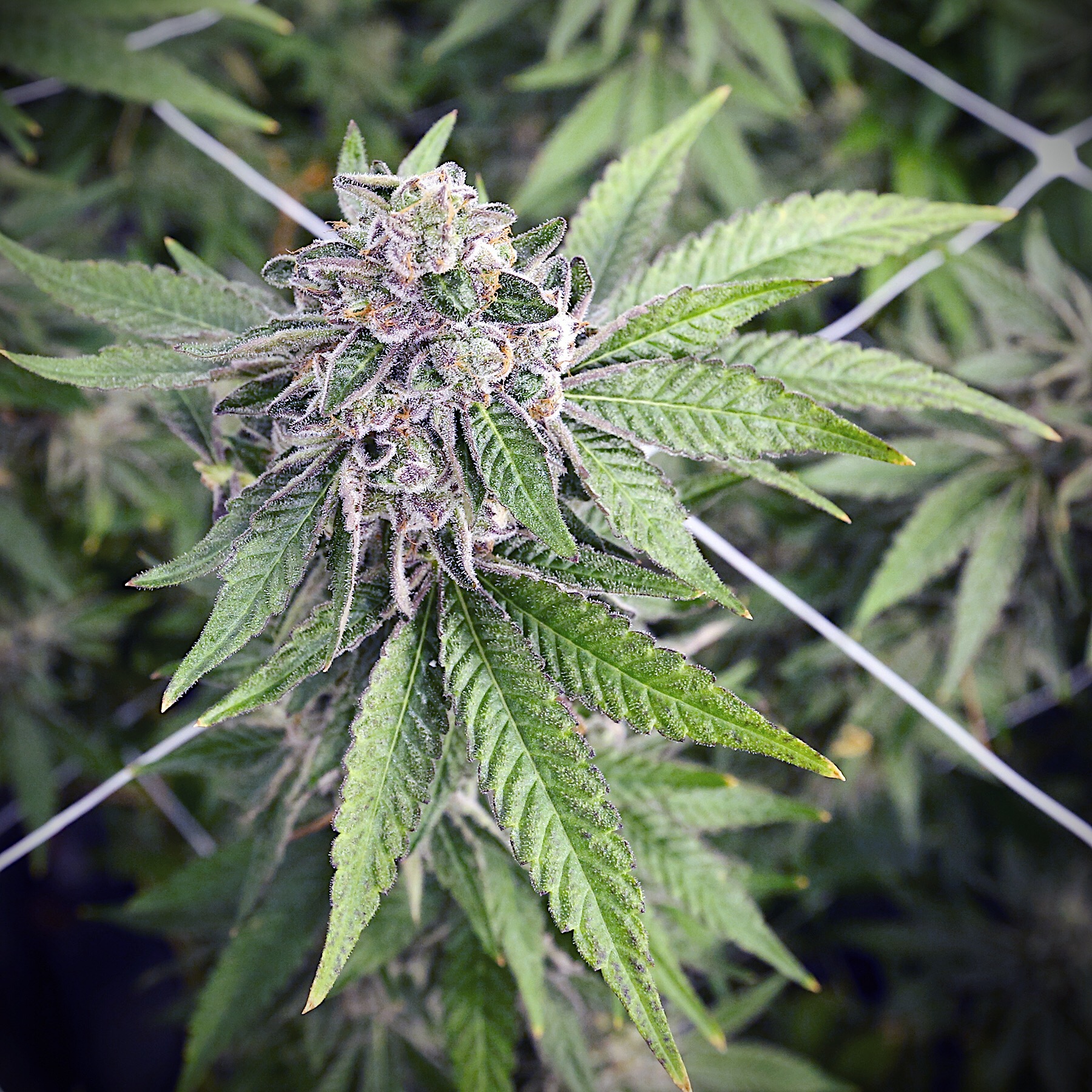 Cannabis flower growing among green leaves