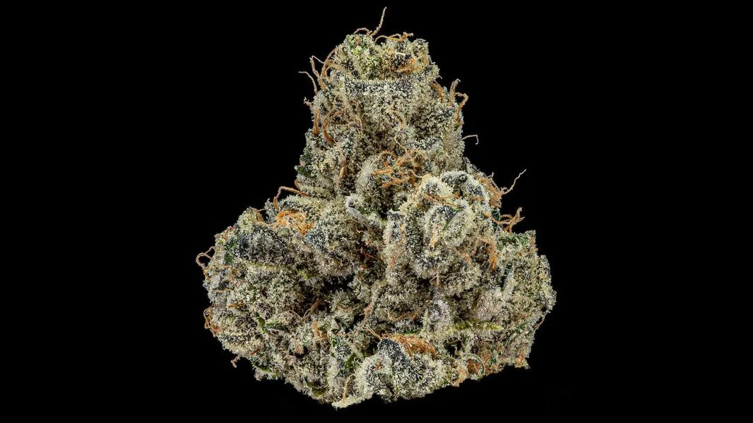 Black Cherry Blossom