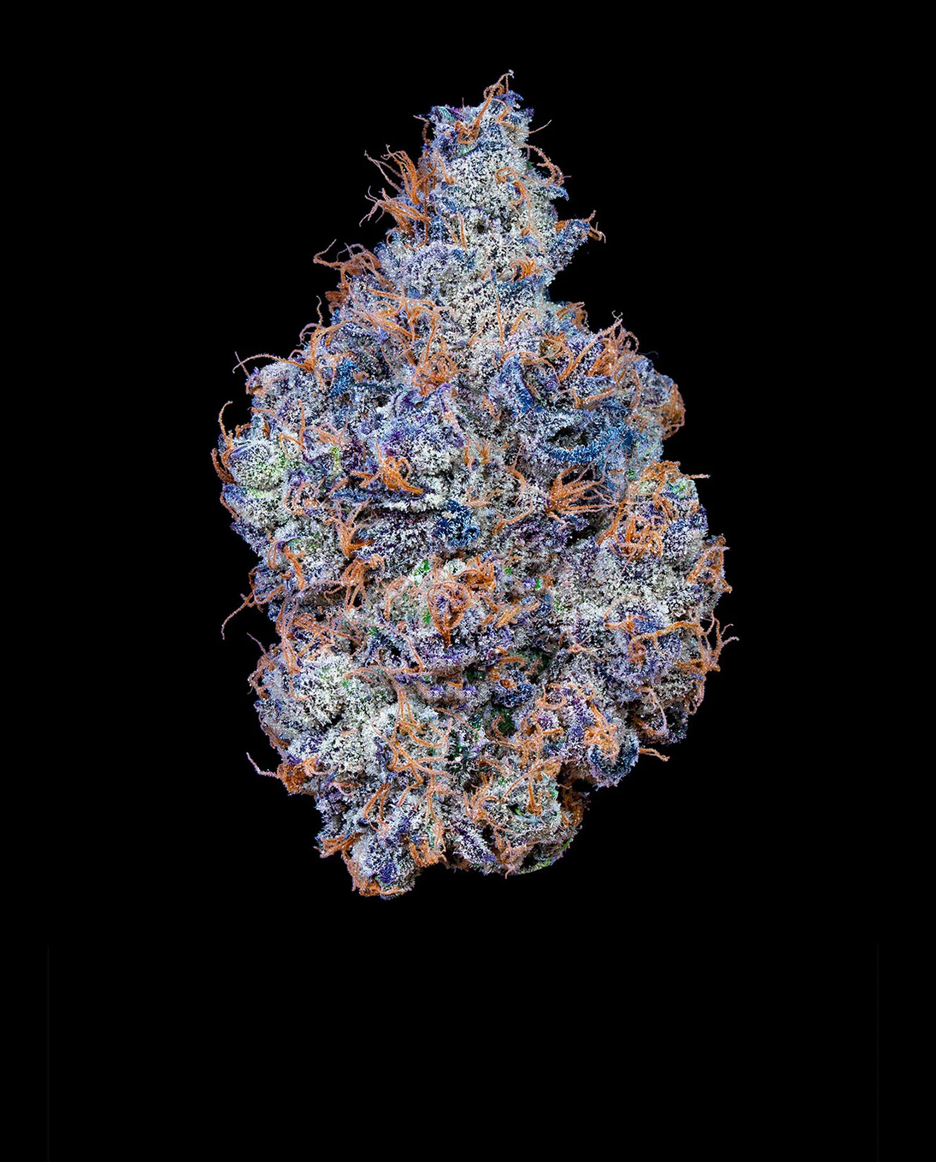 Cherry Fade