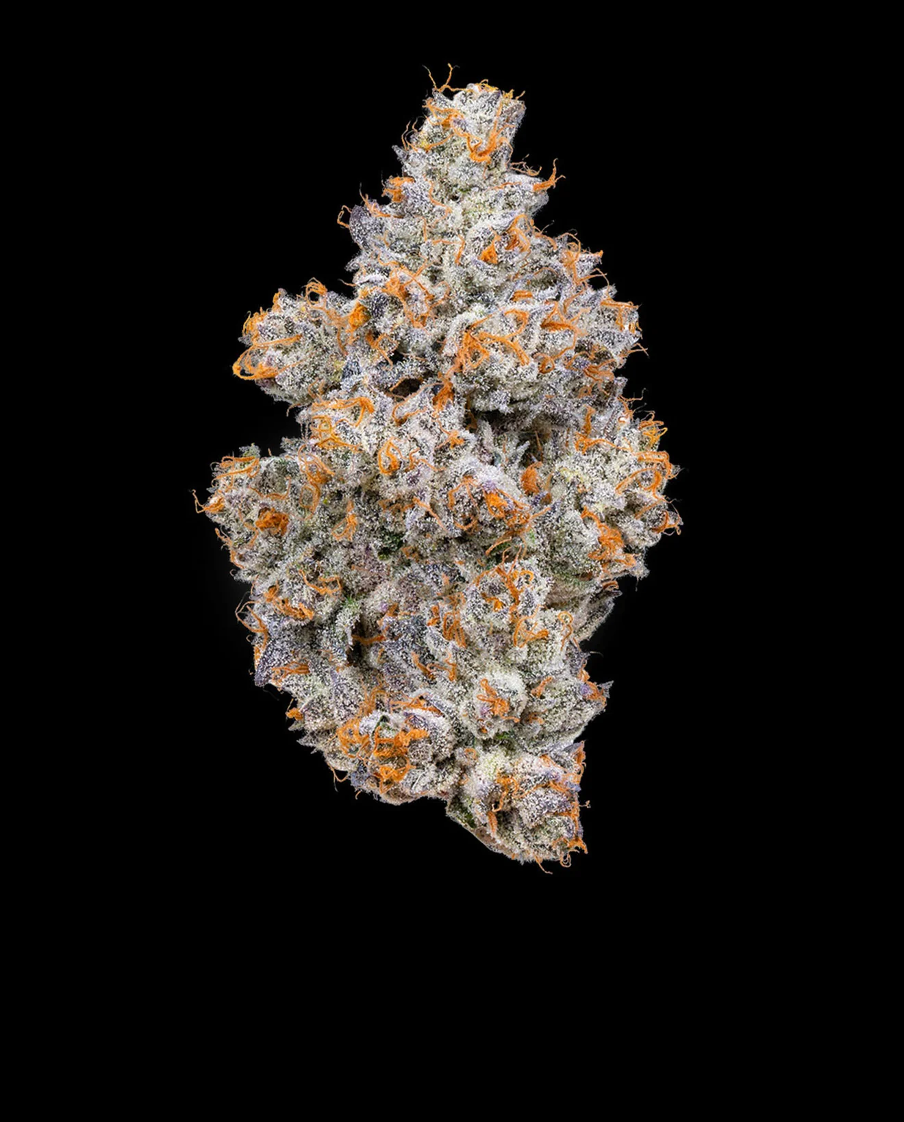 Nightshade