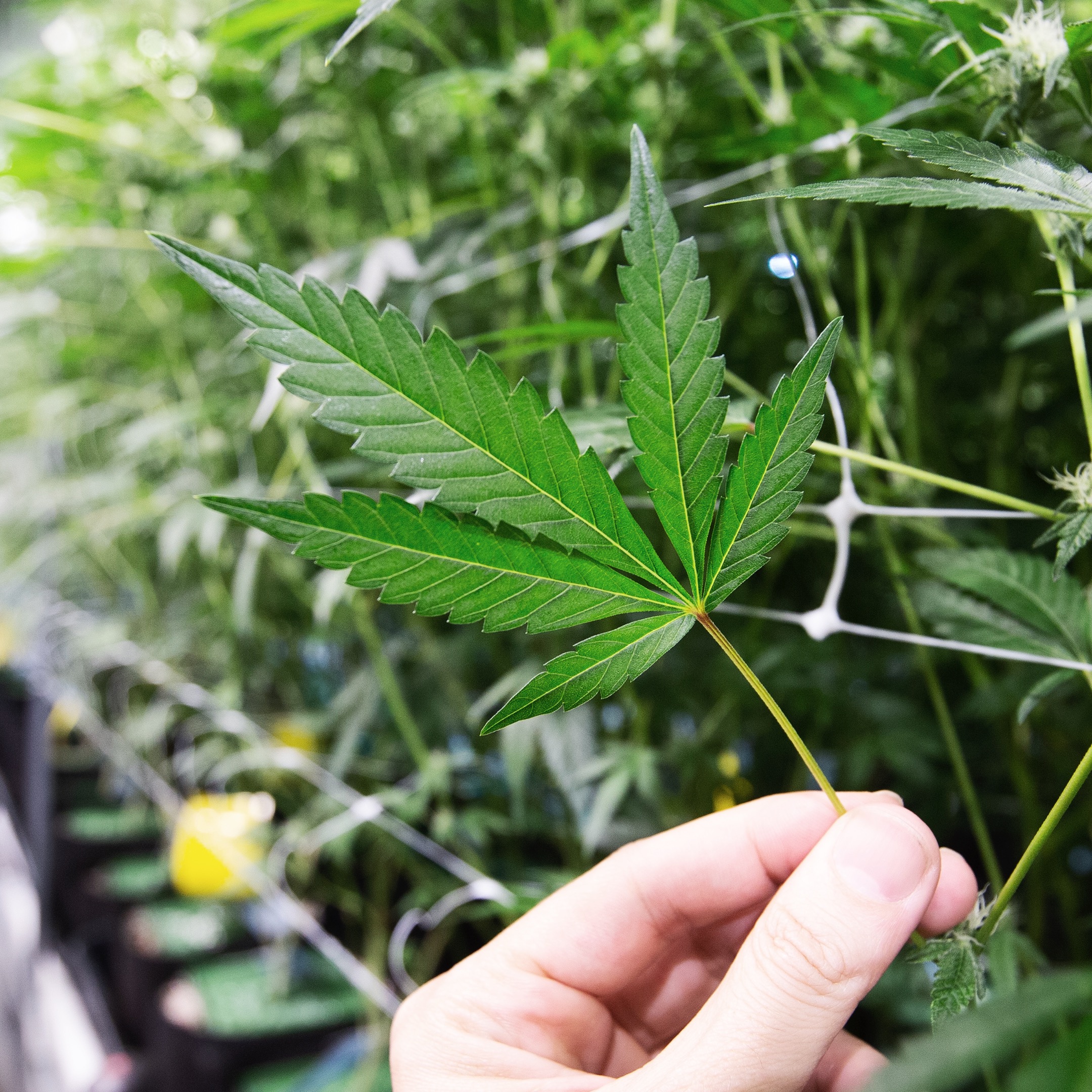 A hand holds a cannabis leaf in a cultivation space