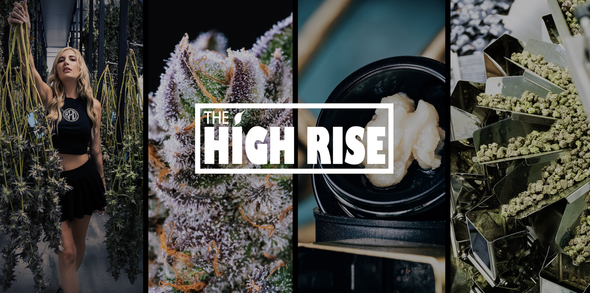 High Rise Agency: The Cannabis Creative Powerhouse Connecting Brands to the Culture