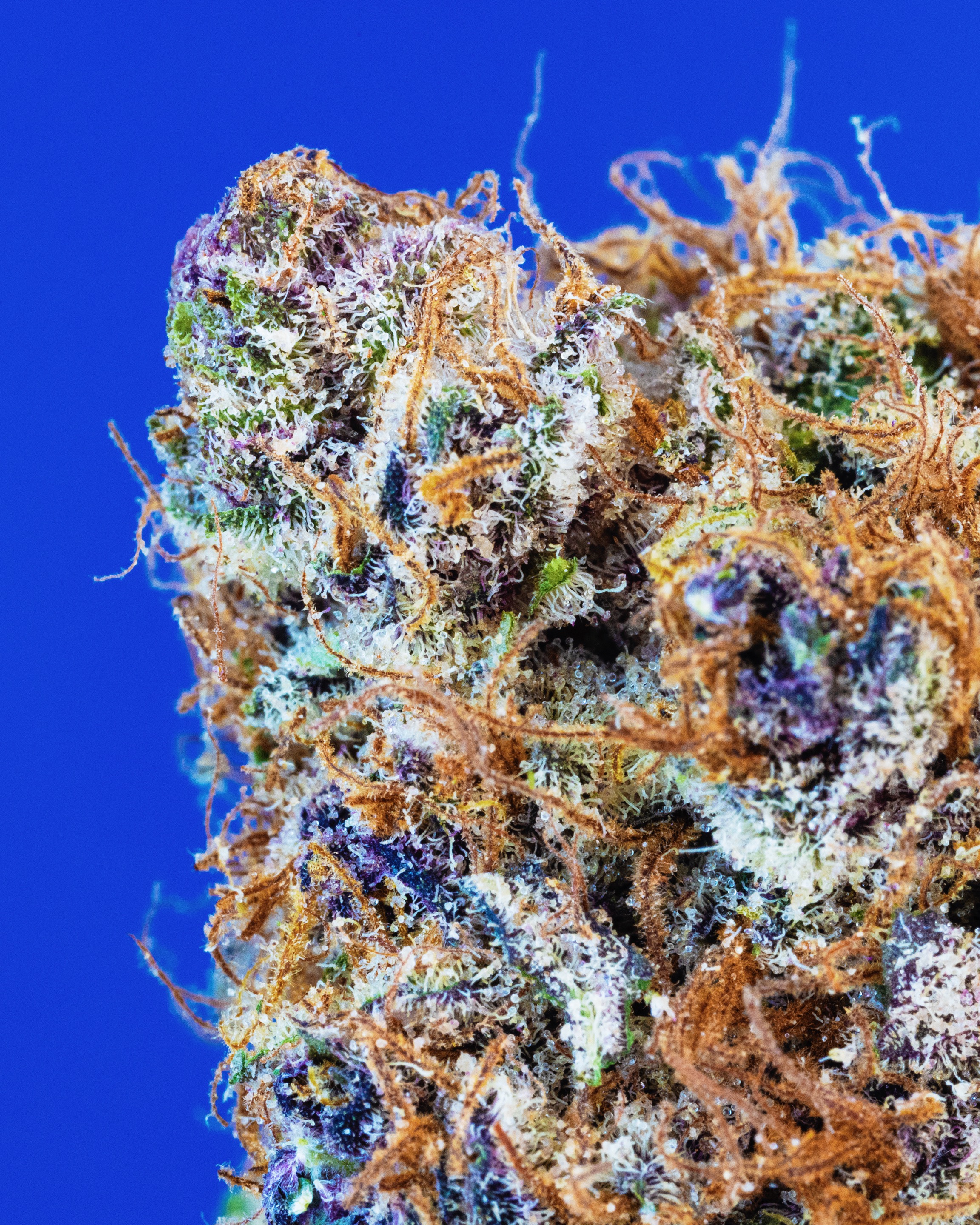 Purple Congo
