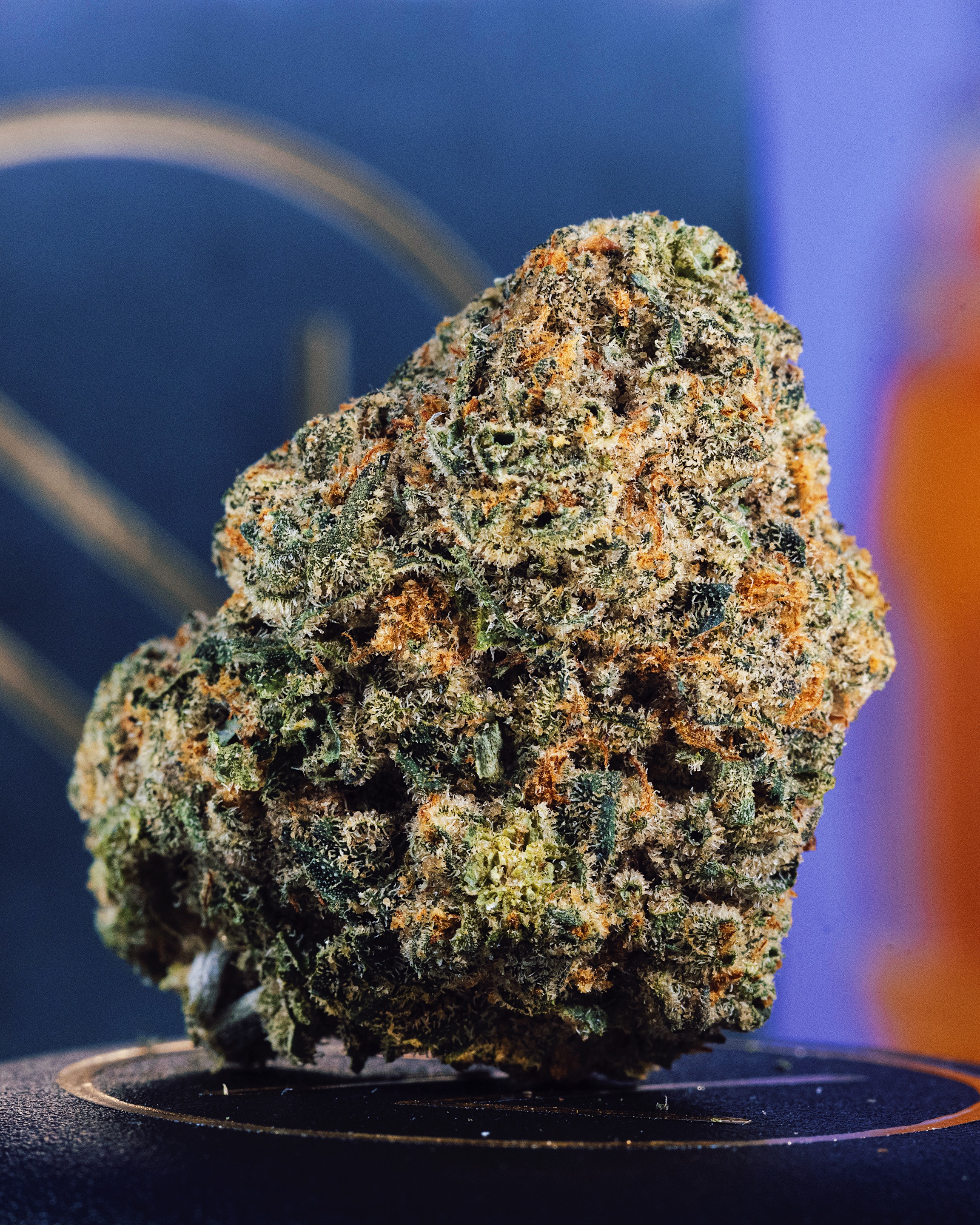 Gelato #33