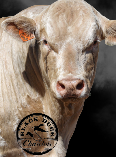 Black Duck Charolais Bull
