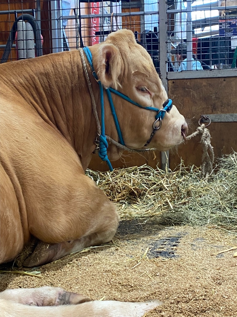 Charolais resting