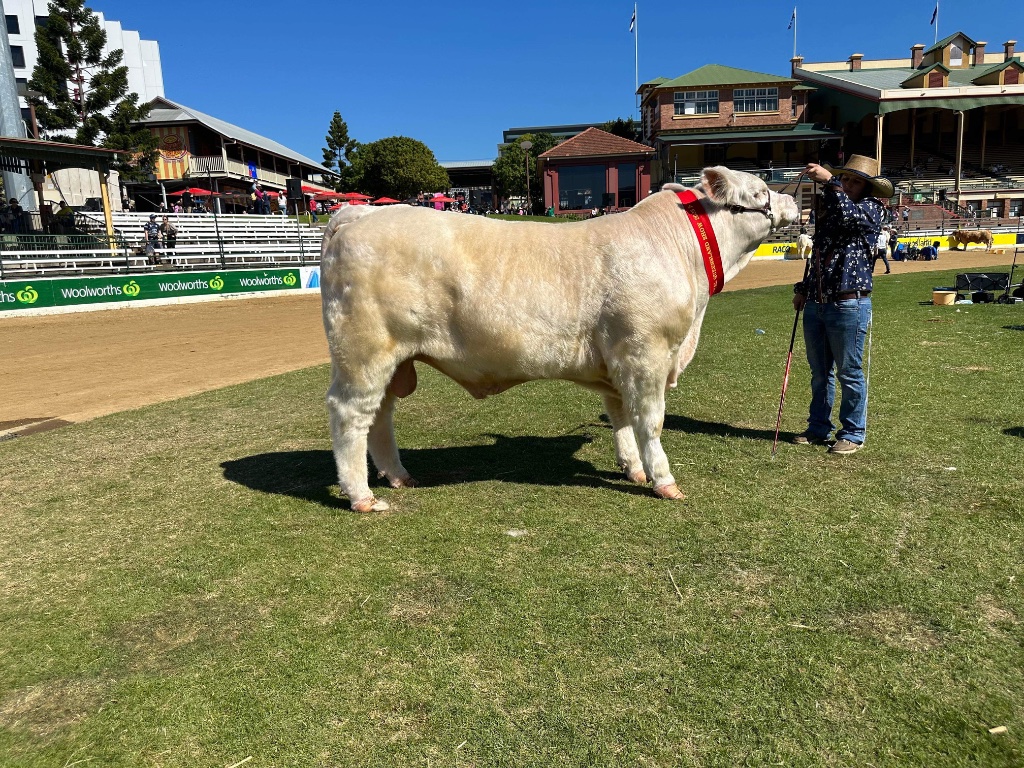 Black Duck Charolais 4