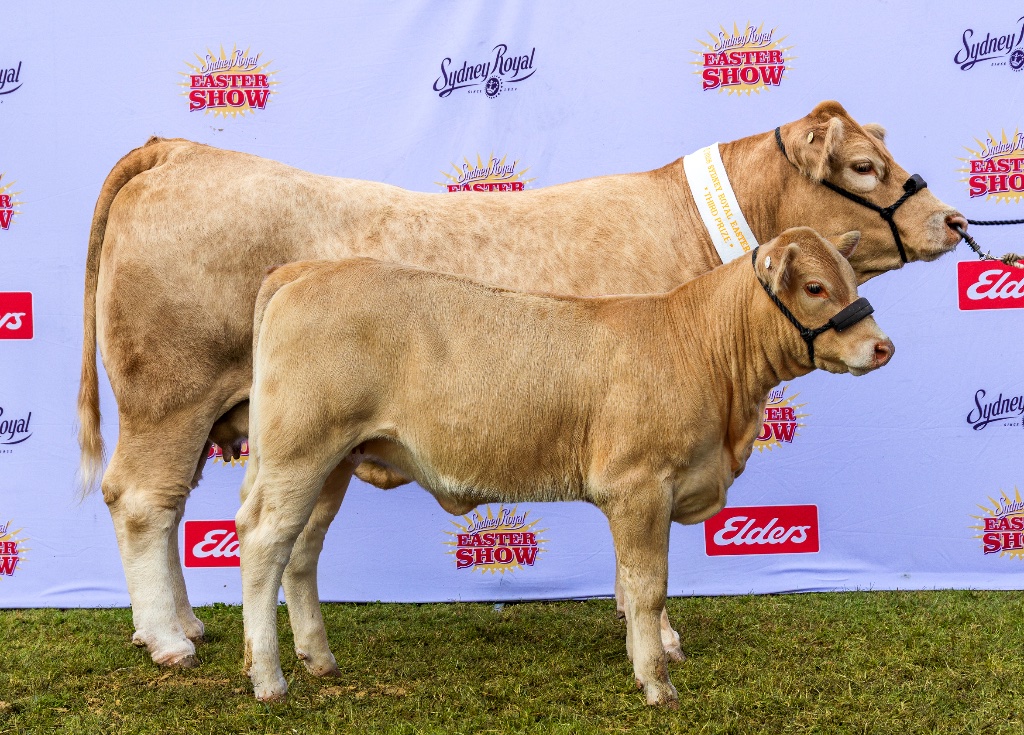 Black Duck Charolais 9