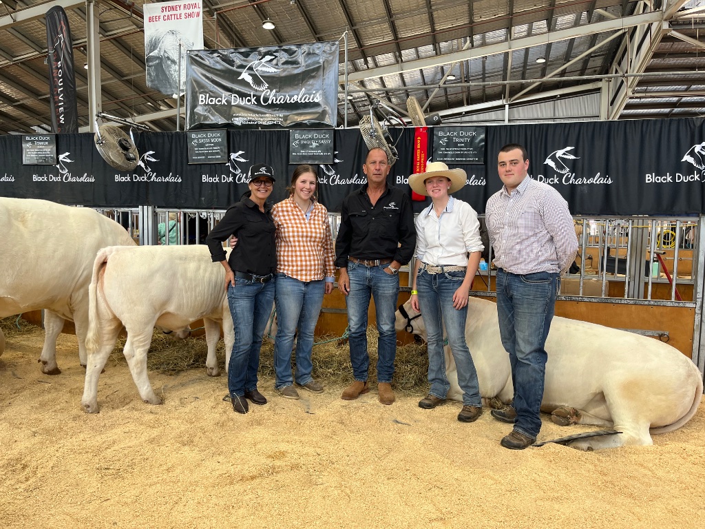 Black Duck Charolais 5