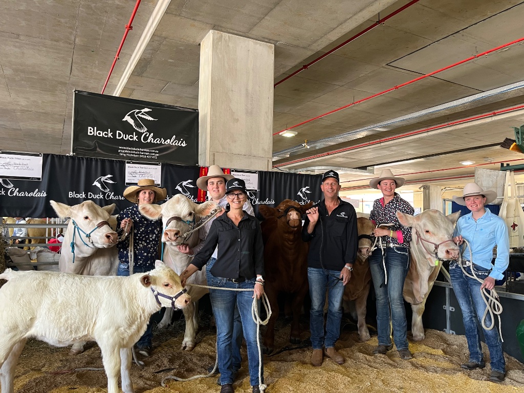 Black Duck Charolais 10