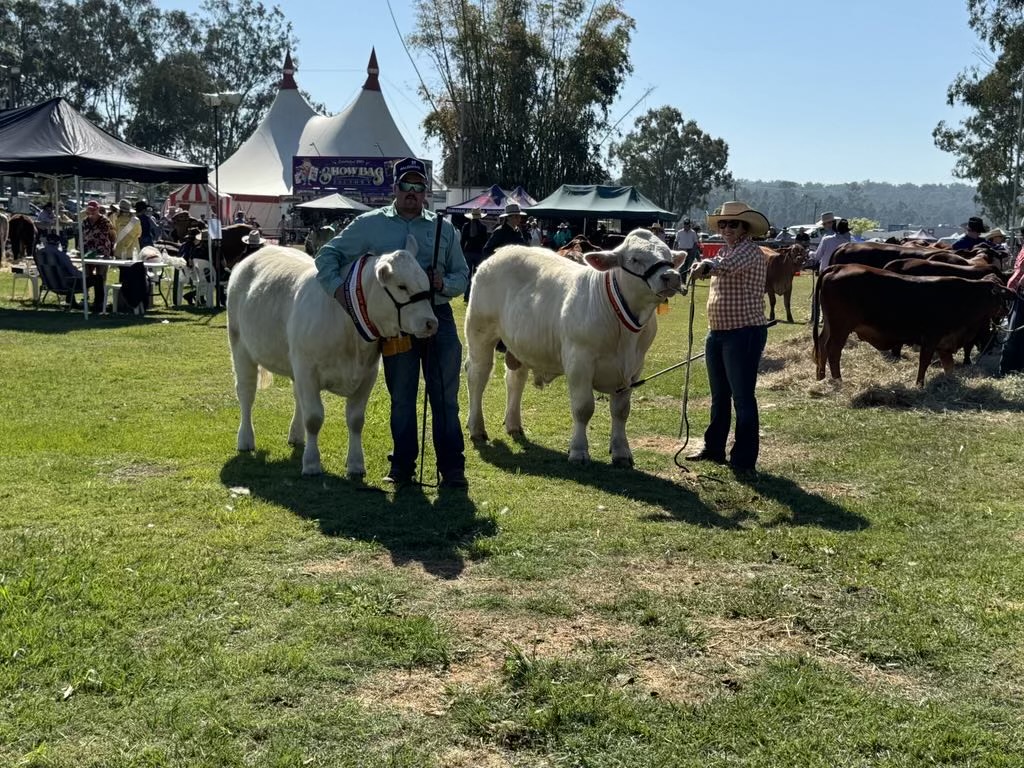 Black Duck Charolais 2