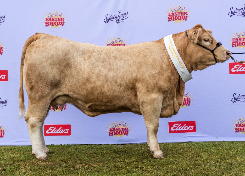 Champion Charolais Sydney Royal