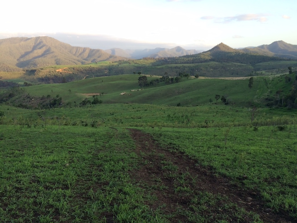 Rolling green pastures at Black Duck Charolais farm with mountains