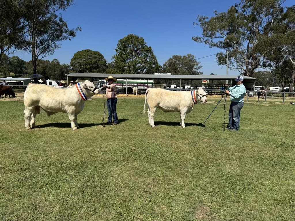 Black Duck Charolais 12