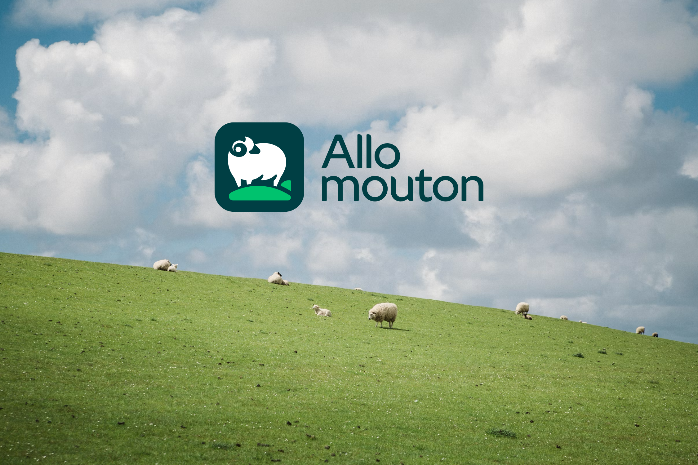 Allo Mouton