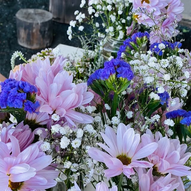 Marguerites roses et statices bleus en coulisses