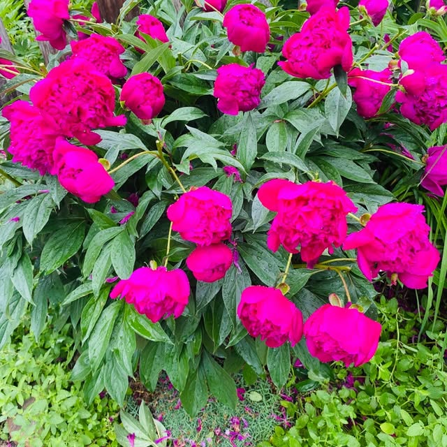 Pivoines fuchsia dans le jardin