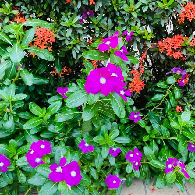Fleurs tropicales violettes et orangées