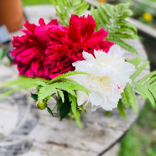 Deux pivoines rouge et blanc sur table