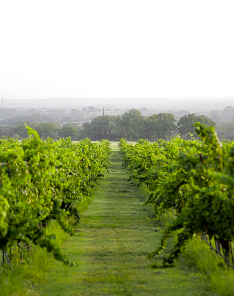 Vineyard photo