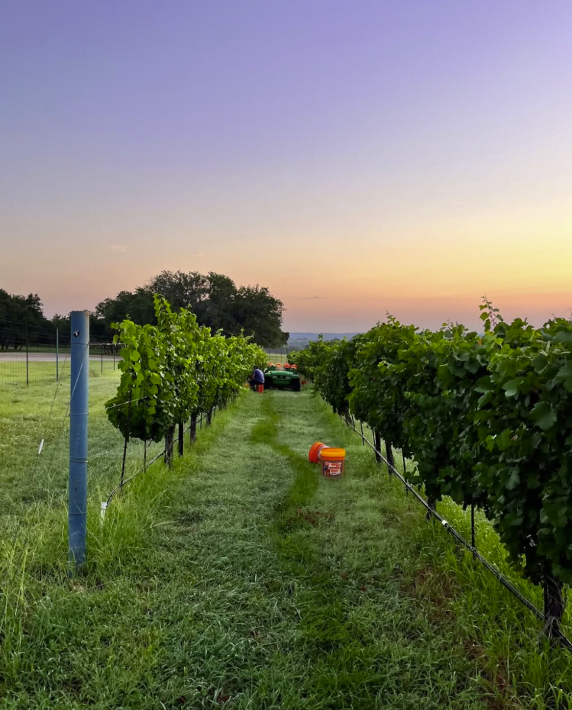 Vineyard photo