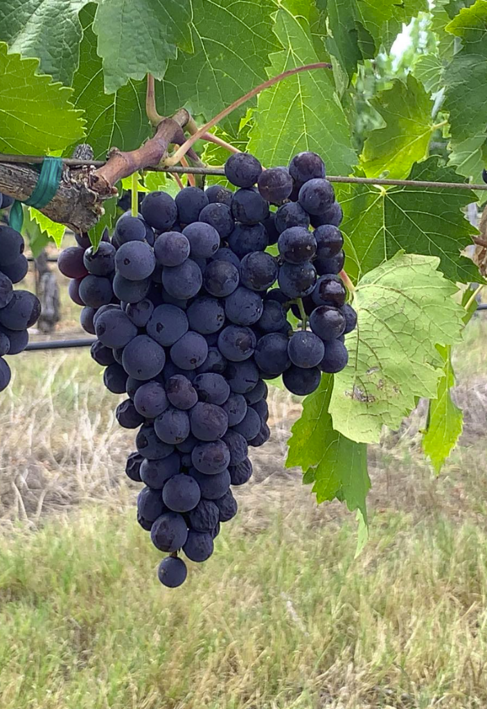 Vineyard photo