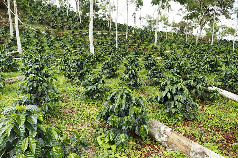 Coffee farm Guatemala